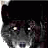 Cujo31