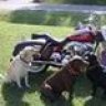 3Dog