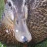 perry