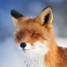 The_Fox
