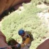 Wasatch
