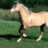 palomino