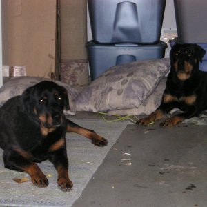 My Rotties.