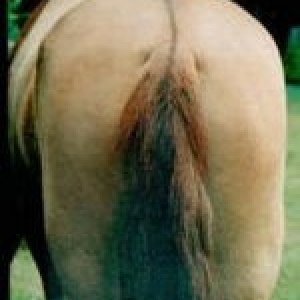 morehorsesass