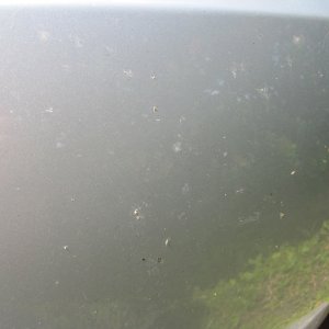 IMG_4979