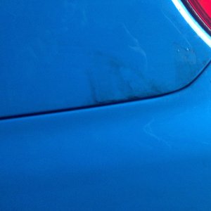 Birdpoo