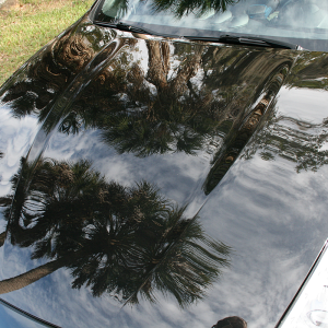 Multiple Palms Reflected