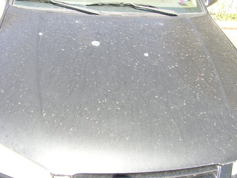Before-99CamryHood