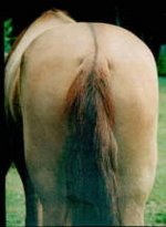 morehorsesass1