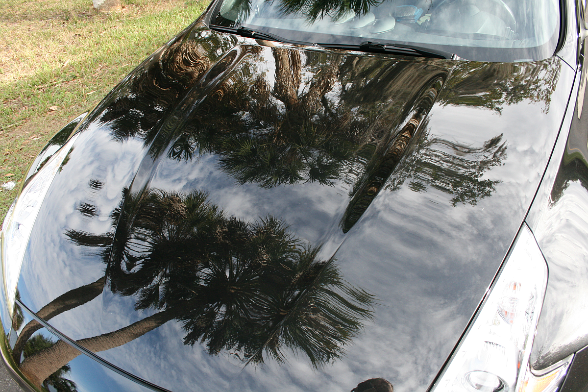 Multiple Palms Reflected