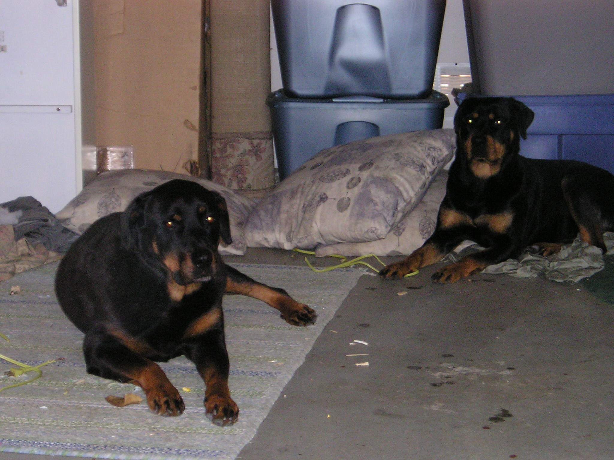 My Rotties.